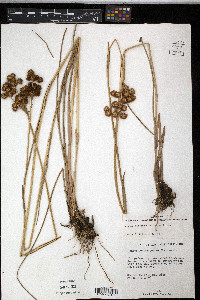 Juncus megacephalus image