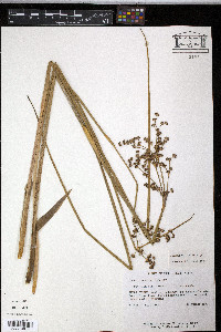 Juncus militaris image