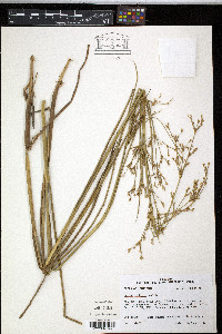 Juncus nodatus image