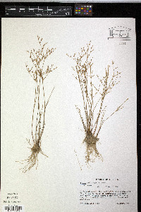 Juncus pelocarpus image