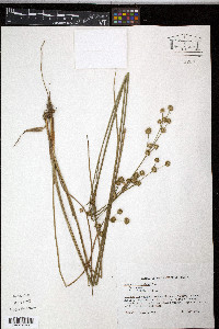 Juncus scirpoides image