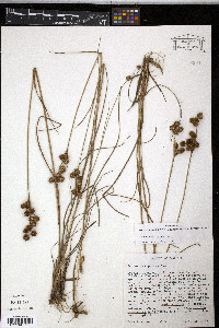 Juncus scirpoides image