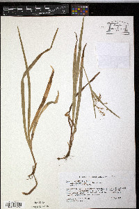 Luzula acuminata var. acuminata image