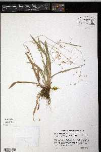 Luzula acuminata image