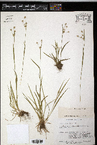 Luzula multiflora image