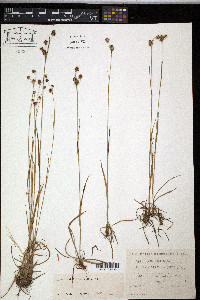 Luzula multiflora image