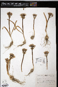 Allium anceps image