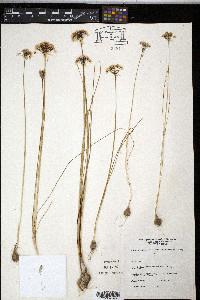 Allium canadense var. mobilense image