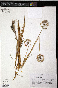 Allium cernuum image