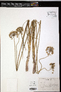 Allium cernuum image