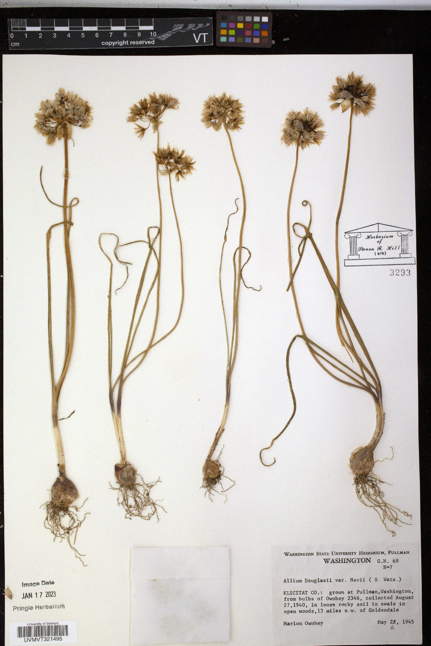 Allium douglasii var. nevii image