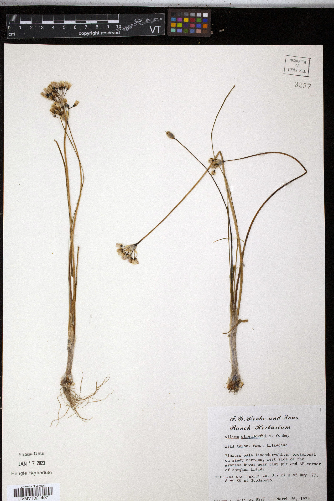 Allium elmendorfii image