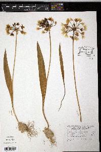 Allium moly image