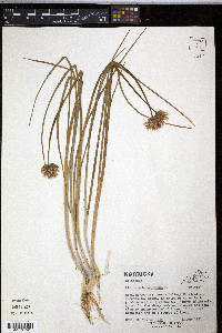 Allium schoenoprasum image