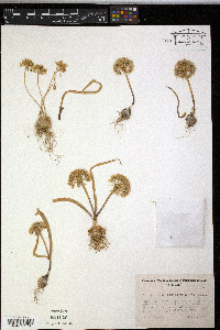 Allium tolmiei image