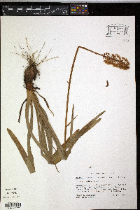 Amianthium muscitoxicum image