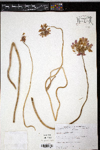 Brodiaea volubilis image