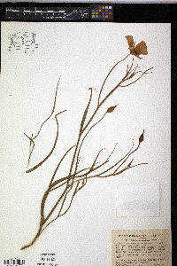 Calochortus catalinae image