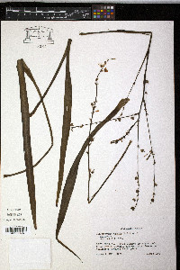 Chlorophytum capense image