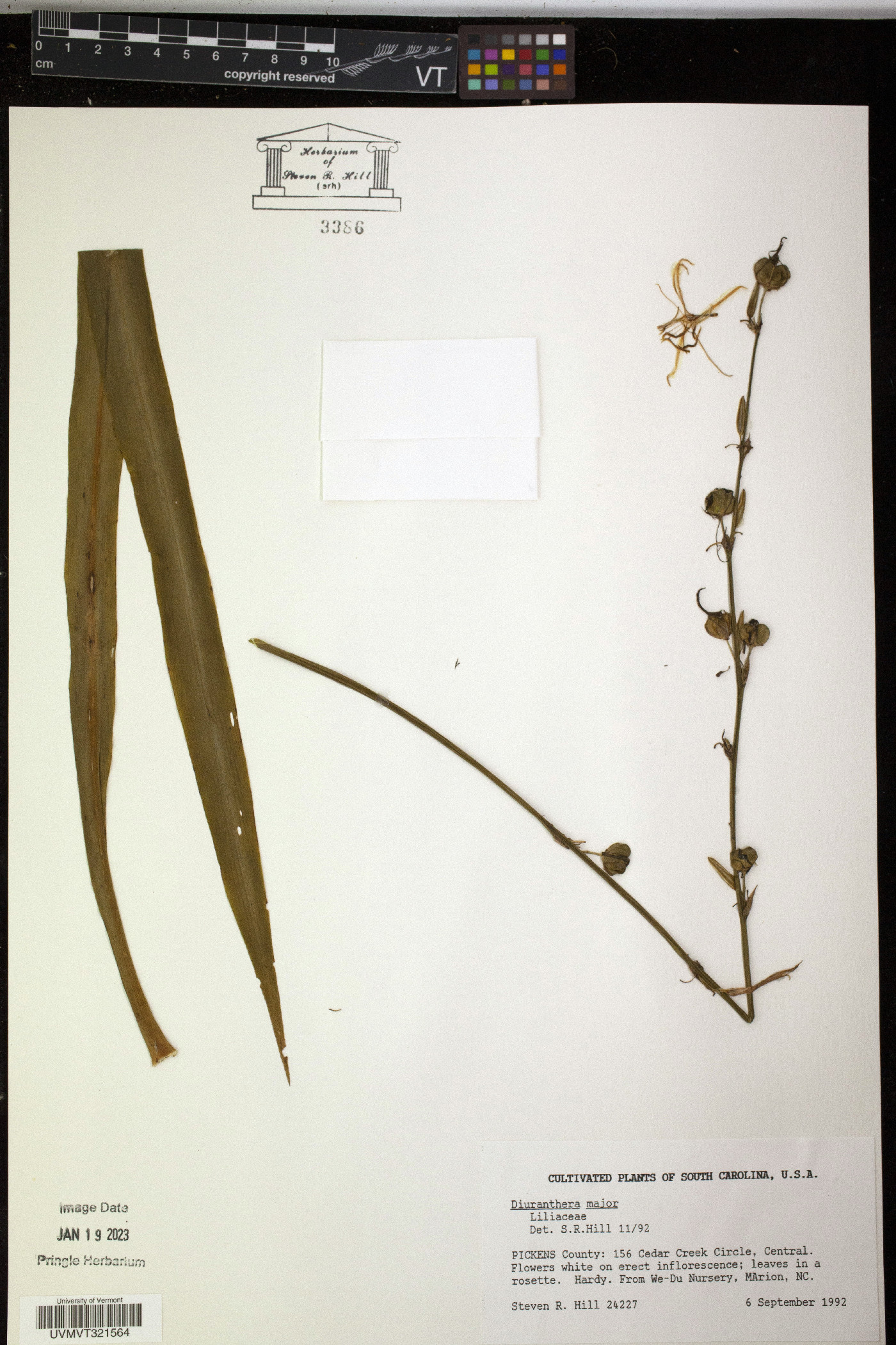 Diuranthera major image