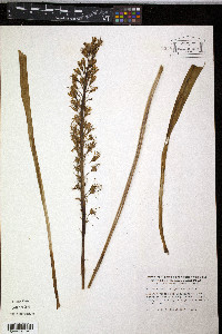Eremurus spectabilis image