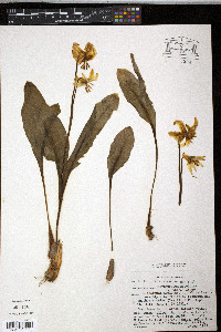 Erythronium oregonum image