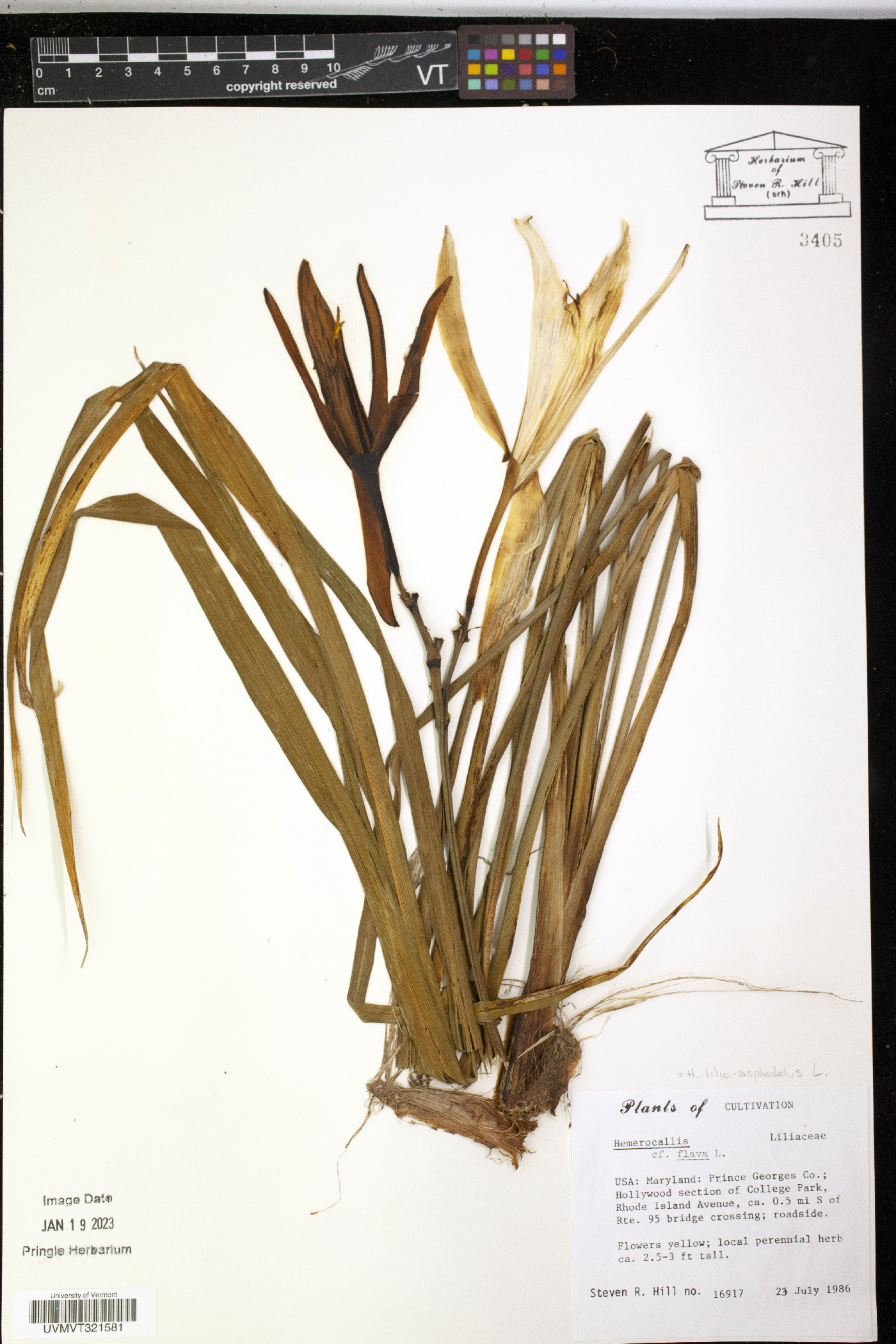 Hemerocallis flava image