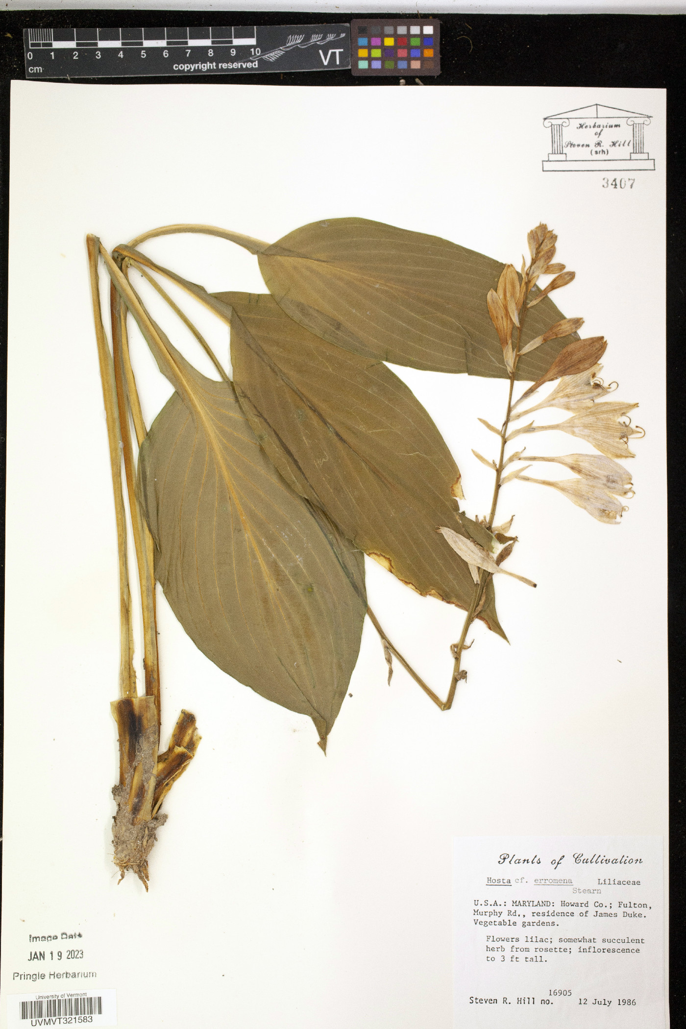 Hosta erromena image