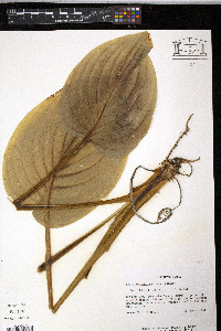 Hosta plantaginea image