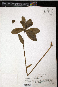 Lilium michauxii image