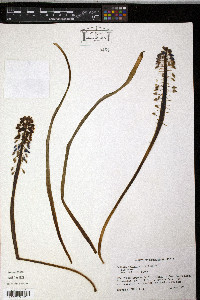 Muscari botryoides image