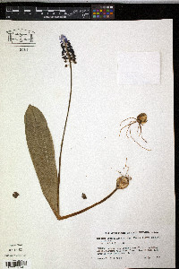 Muscari latifolium image