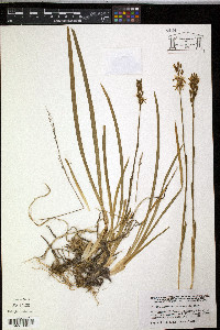 Narthecium ossifragum image