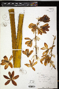 Yucca torreyi image