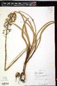 Zigadenus nuttallii image