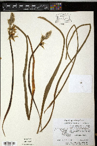 Ornithogalum nutans image