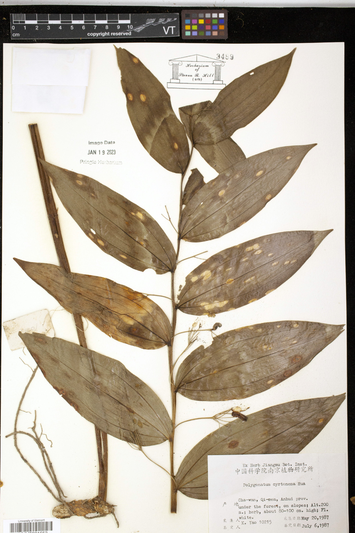 Polygonatum cyrtonema image