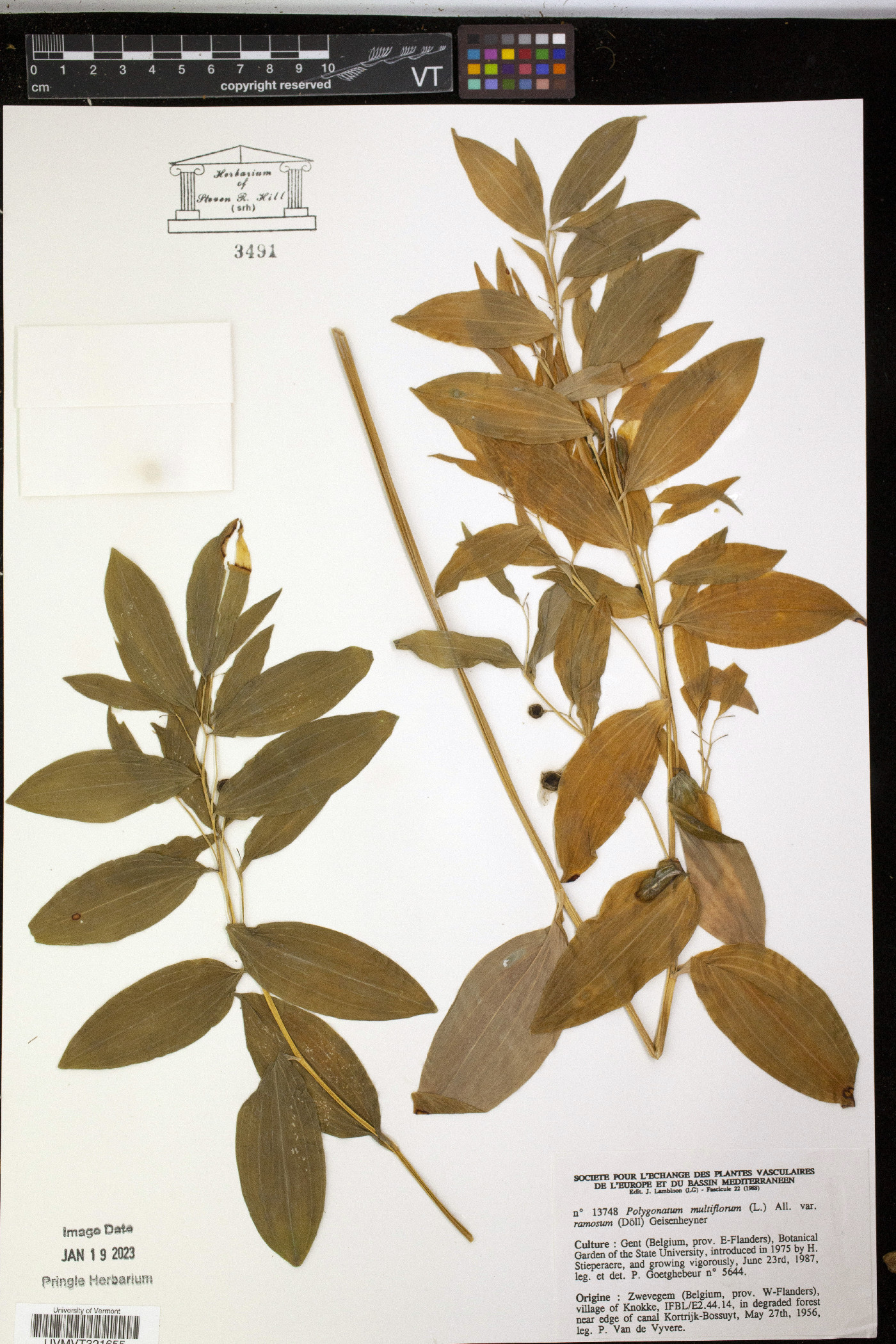 Polygonatum multiflorum image