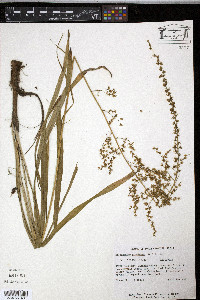 Stenanthium gramineum image