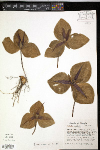 Trillium decumbens image