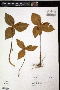 Trillium discolor image