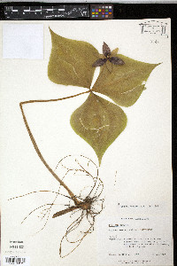 Trillium erectum image