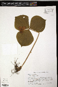 Trillium erectum image