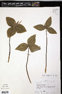 Trillium ludovicianum image
