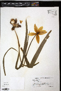 Tulipa clusiana image