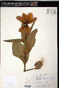 Image of Tulipa greigii