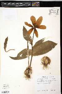 Image of Tulipa kaufmanniana