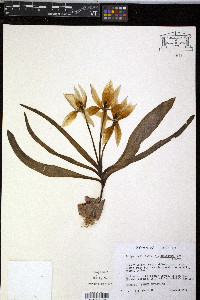 Image of Tulipa tarda