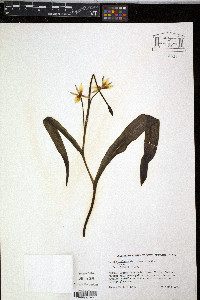 Tulipa turkestanica image