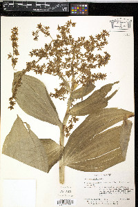 Veratrum viride image